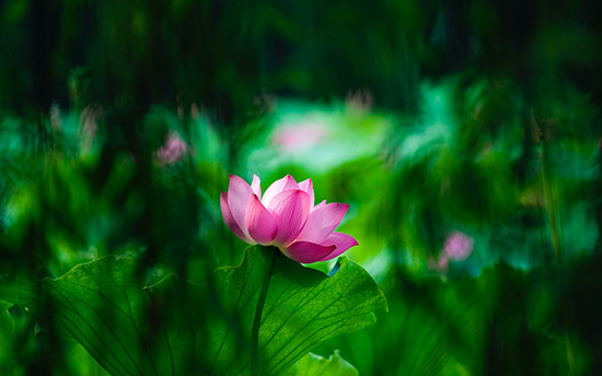 Master Choa Kok Sui - Meditation on Twin Hearts
